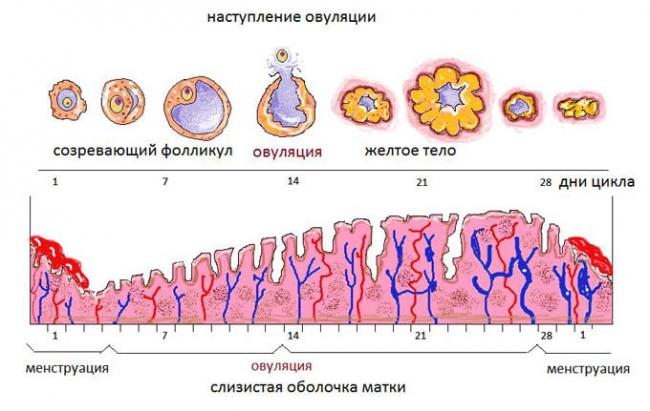 периоды овогенеза
