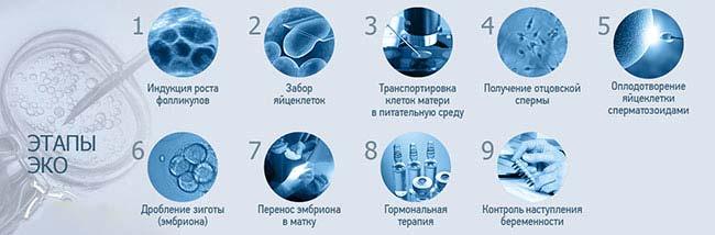 протокол эко по дням