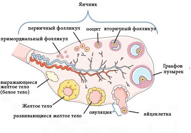 фолликулогенез