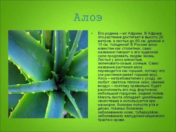 aloe-600x450.jpg