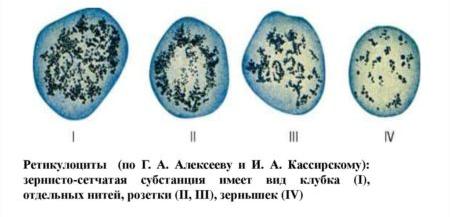 etapy-sozrevaniya-retikulotsitov.png
