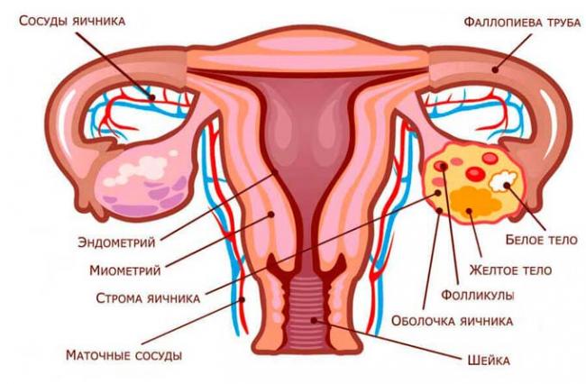 строение матки