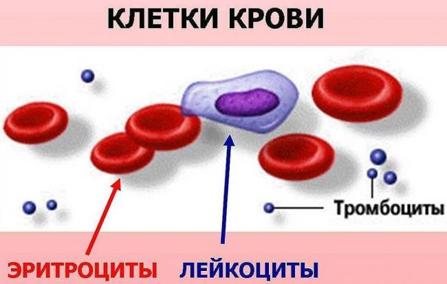 Из-каких-клеток-состоит-кровь.jpg