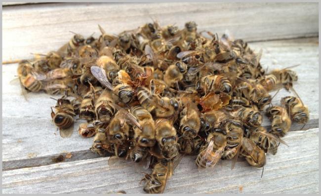 bees.jpg