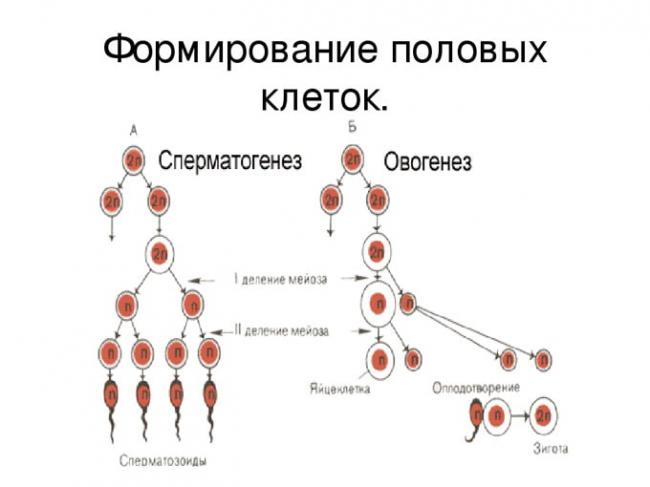 формирование половых клеток