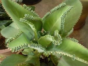 kalanchoe-300x225.jpg