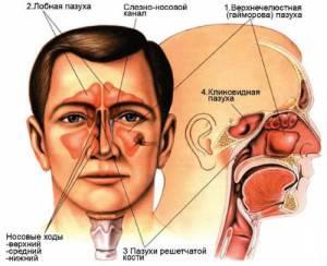 paranasal-sinuses-5n-300x244.jpg