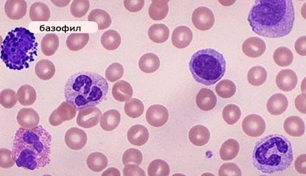 bazofily-v-krovi.png