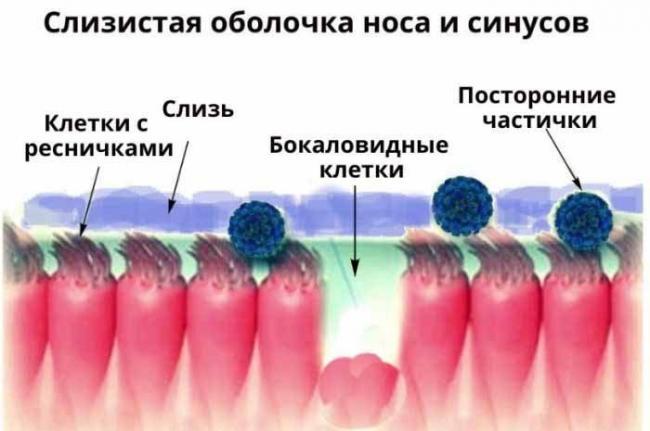 Slizistaya-nosa-i-sinusov_2-700x465.jpg