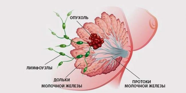 строение груди